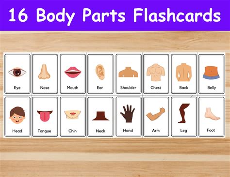 body flashcards|More.